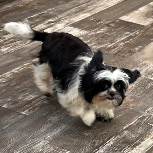 Shihpoo Puppy Bella
