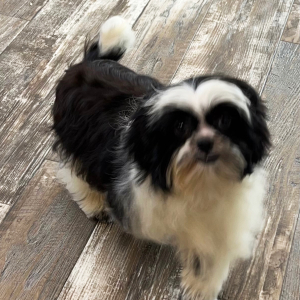 Shihpoo Puppy Bella