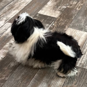 Shihpoo Puppy Bella
