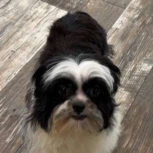 Shihpoo Puppy Bella