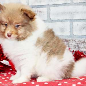 Pomeranian Puppy Luke