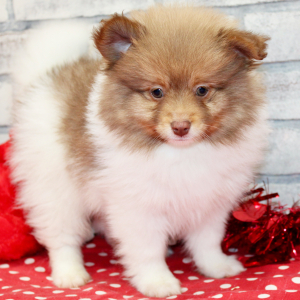 Pomeranian Puppy Luke