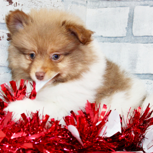Pomeranian Puppy Luke