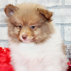 Pomeranian Puppy Luke