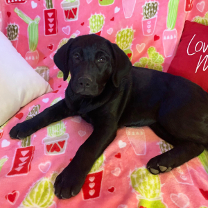 Labrador Retriever Puppy Olive