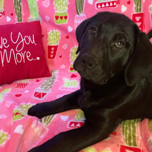 Labrador Retriever Puppy Olive