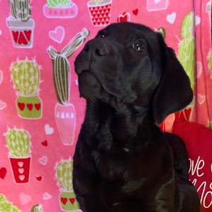 Labrador Retriever Puppy Olive