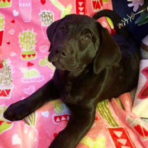 Labrador Retriever Puppy Olive