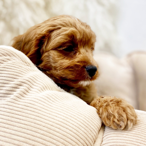 Cavapoo Puppy Ambrose