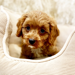 Cavapoo Puppy Ambrose