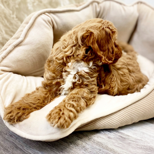 Cavapoo Puppy Ambrose