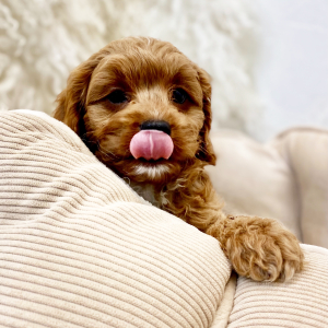 Cavapoo Puppy Ambrose