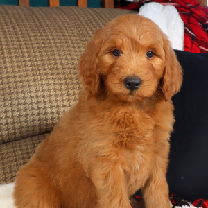 Goldendoodle Puppy Ginger