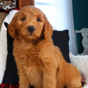 Goldendoodle Puppy Ginger