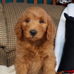 Goldendoodle Puppy Ginger