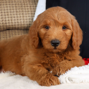 Goldendoodle Puppy Ginger