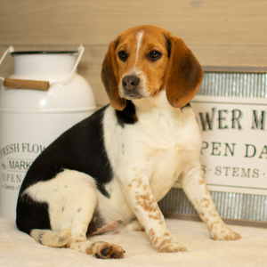 Beagle Puppy Asher