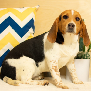 Beagle Puppy Asher