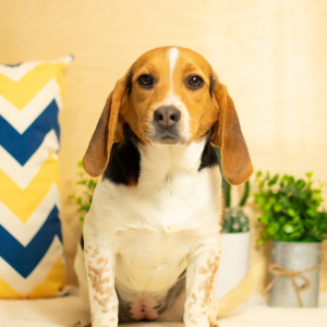 Beagle Puppy Asher