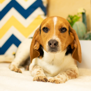 Beagle Puppy Asher