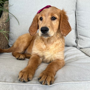 Golden Retriever Puppy Freya