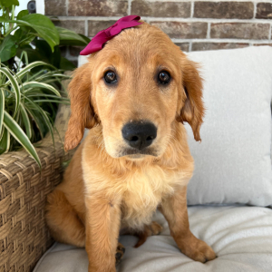 Golden Retriever Puppy Freya