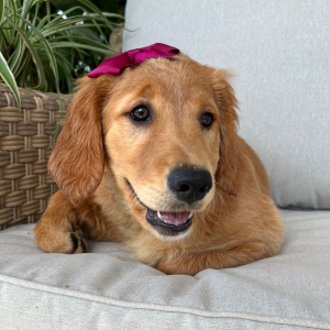 Golden Retriever Puppy Freya
