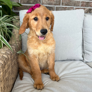 Golden Retriever Puppy Freya