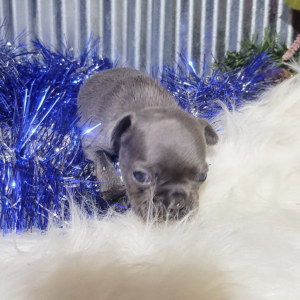 French Bulldog Puppy Kobe
