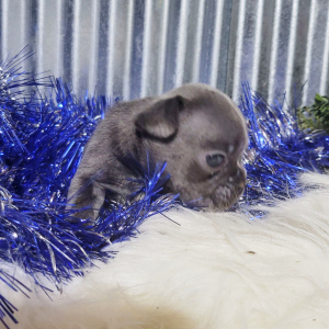 French Bulldog Puppy Kobe