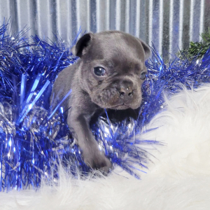 French Bulldog Puppy Kobe
