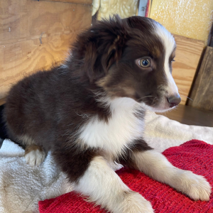 Australian Shepherd Puppy Levi