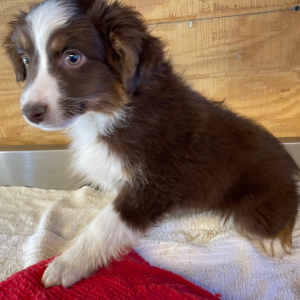 Australian Shepherd Puppy Levi