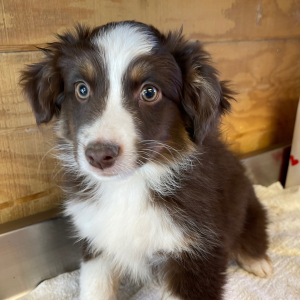 Australian Shepherd Puppy Levi