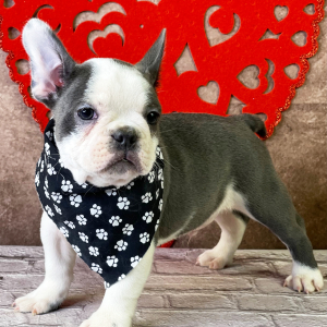 Frenchton Puppy Zain