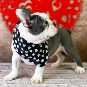 Frenchton Puppy Zain