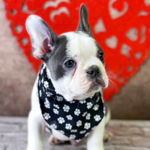Frenchton Puppy Zain