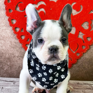 Frenchton Puppy Zain