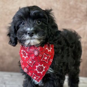 Cavapoo Puppy Andy