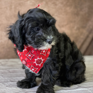 Cavapoo Puppy Andy