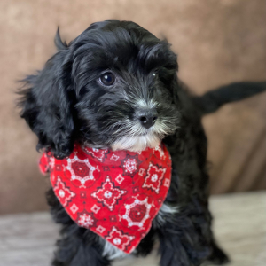 Cavapoo Puppy Andy