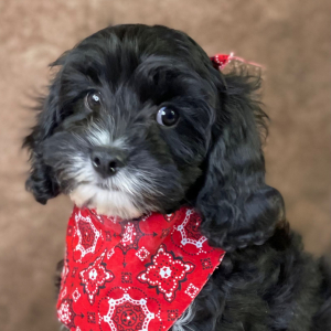 Cavapoo Puppy Andy