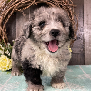 Bernedoodle Puppy Winter