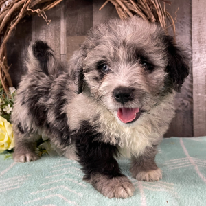 Bernedoodle Puppy Winter