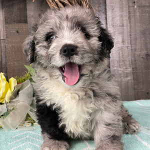 Bernedoodle Puppy Winter