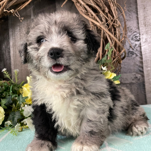 Bernedoodle Puppy Winter