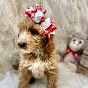 Goldendoodle Puppy Rue