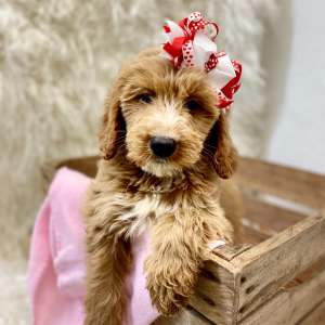 Goldendoodle Puppy Rue