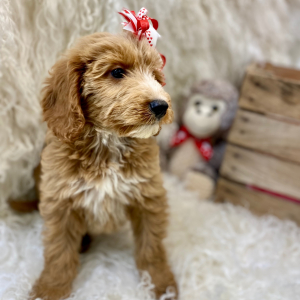 Goldendoodle Puppy Rue