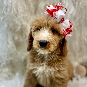 Goldendoodle Puppy Rue